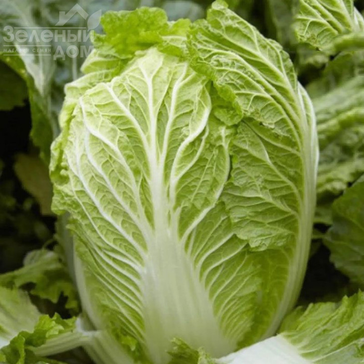 Маріо F1 / Mario F1,62-65 днів фото 1