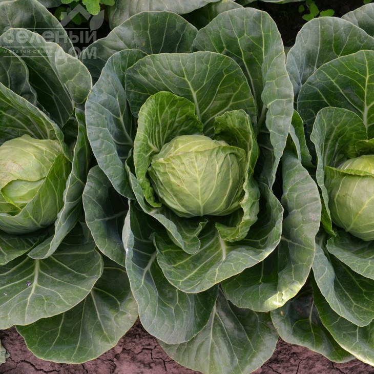 Капітал F1 / Capital F1, 42-45 днів фото 3