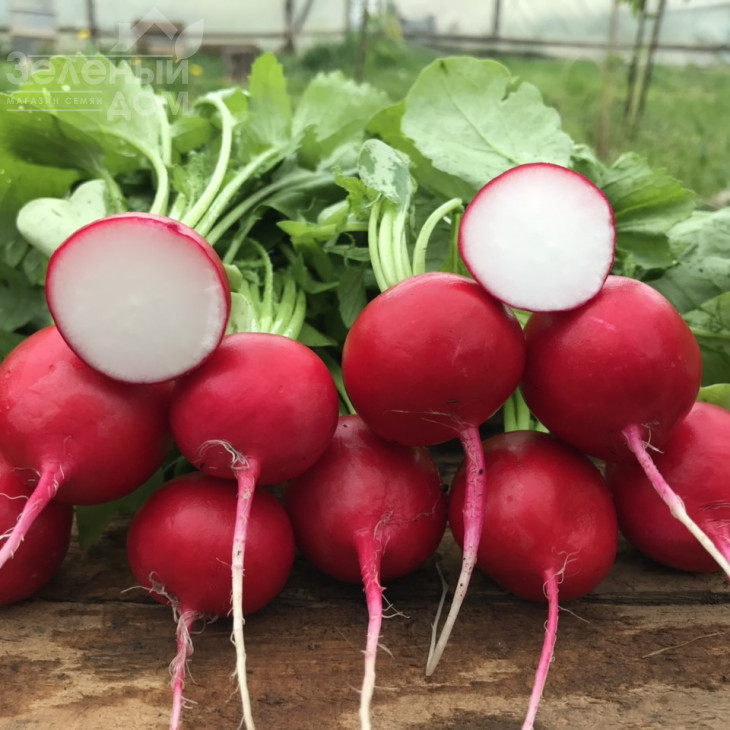 Меліто F1 / Melito F1,20-25 днів фото 3