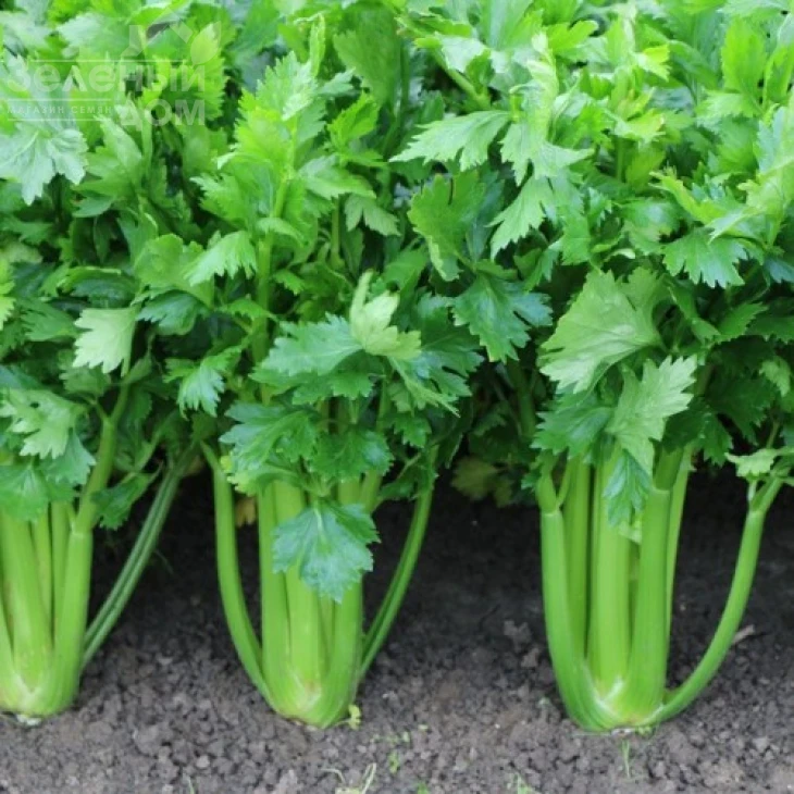 Мерлин / Merlin, 70-80 дней фото 1