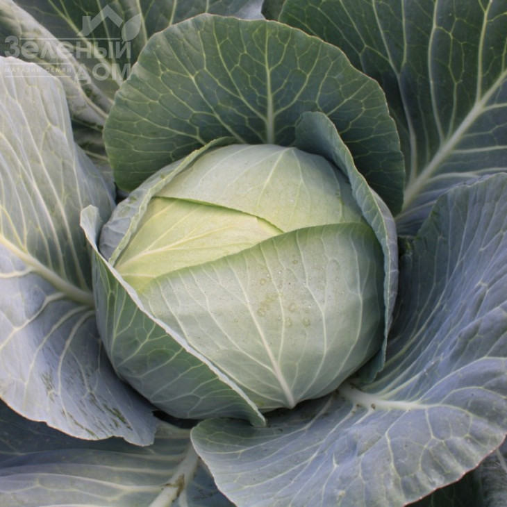 ОТМ Квін F1 / Autumn Queen F1,75-80 днів фото 1