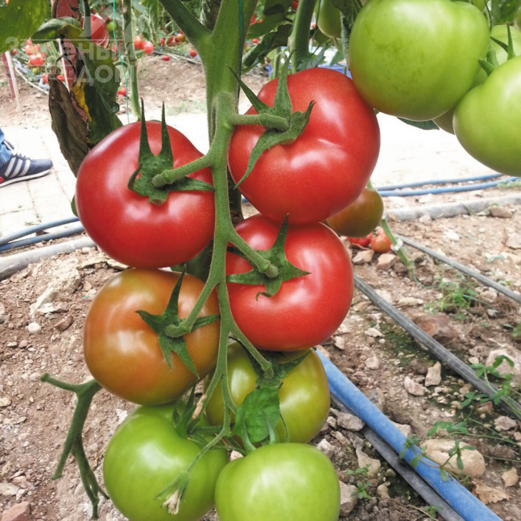 Ладженда F1 / Ladzhenda F1,105-115 днів фото 2