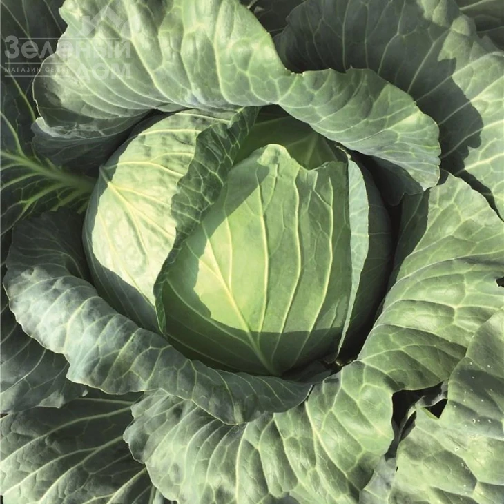 Репорт F1 / Report F1,118-120 дней фото 1