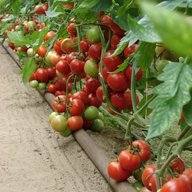 Монсан F1 / Monsan F1,85-100 дней фото 2