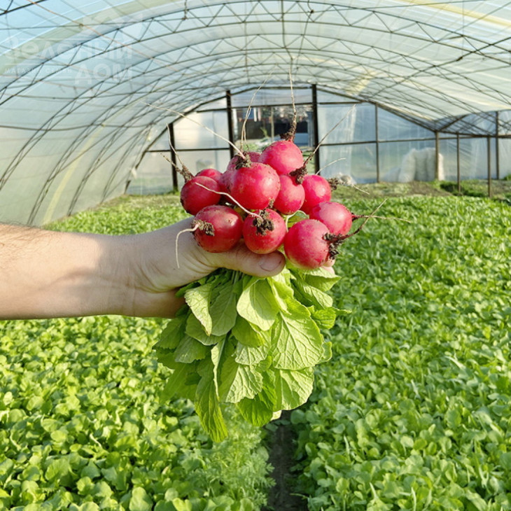 Тедді (KS 1297) F1 / Teddy (KS 1297) F1 фото 2