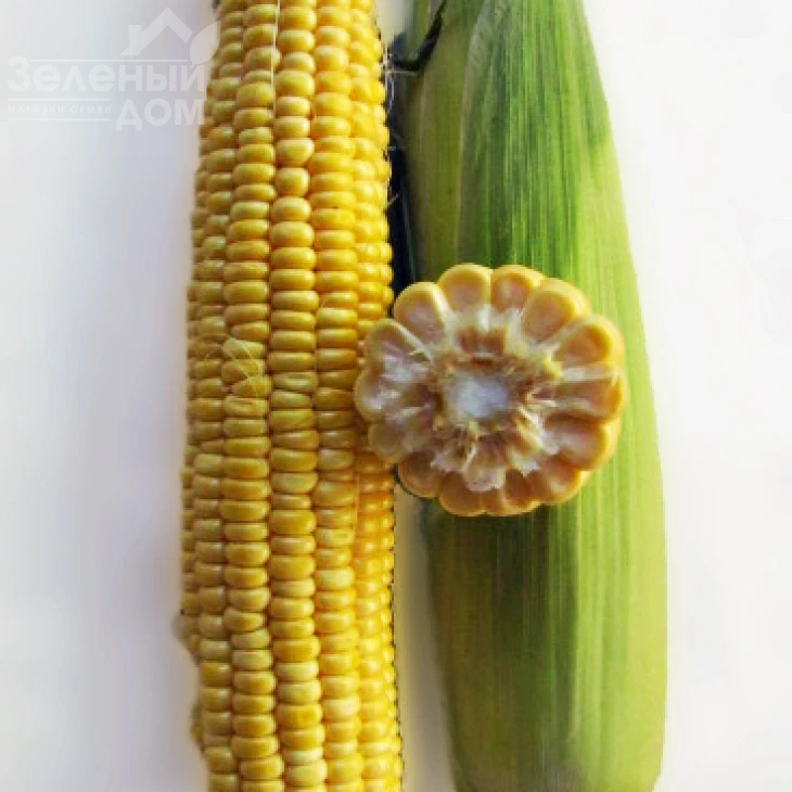 ЛС 899 F1 / LS 899 F1 фото 2