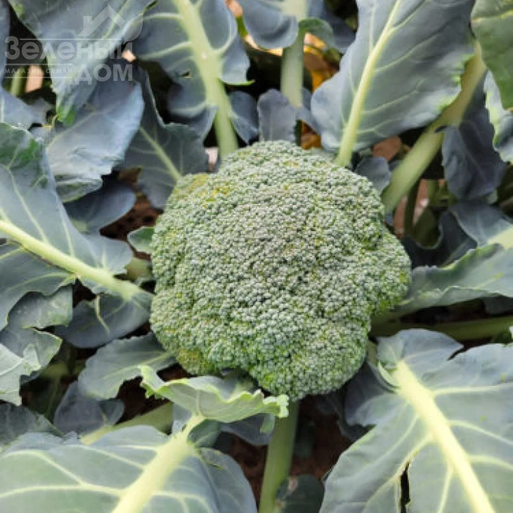 Трибека F1 / Trybeka F1, 70-75 дней фото 2