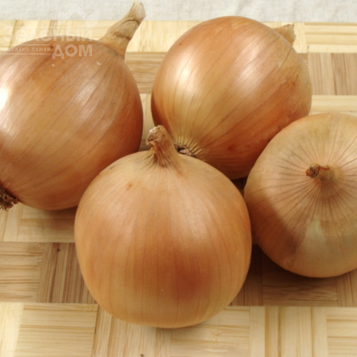 Сталагміт F1 / Stalagm F1, 110-115 днів фото 1