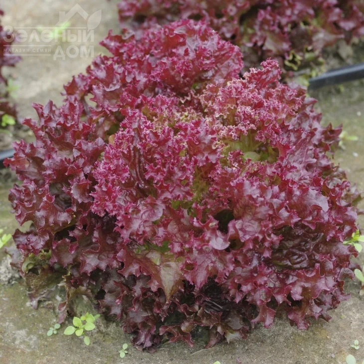 Карминова / Karminova фото 1