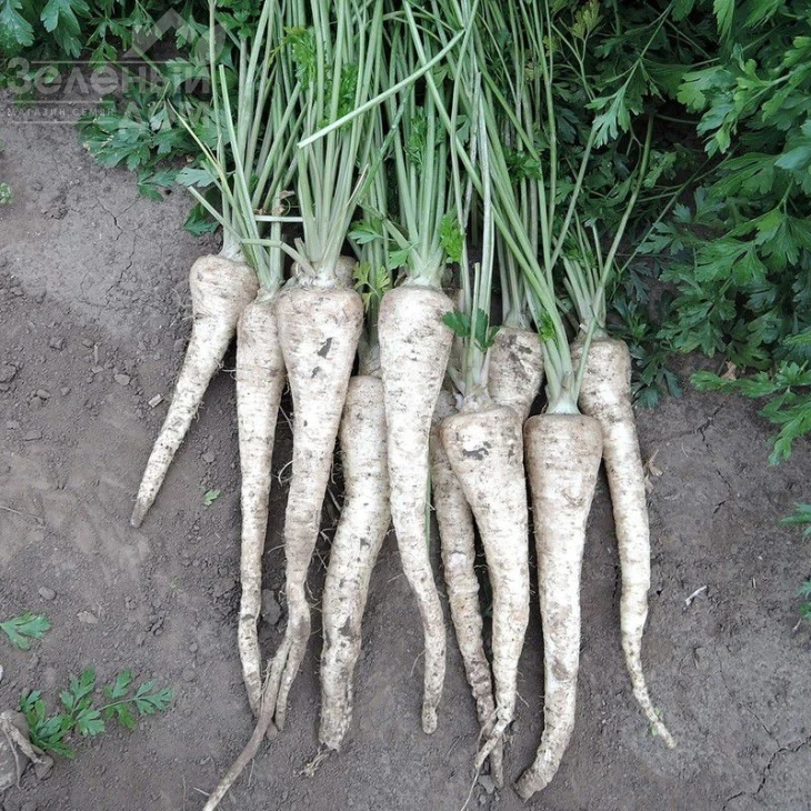 Эфез / Efez фото 1