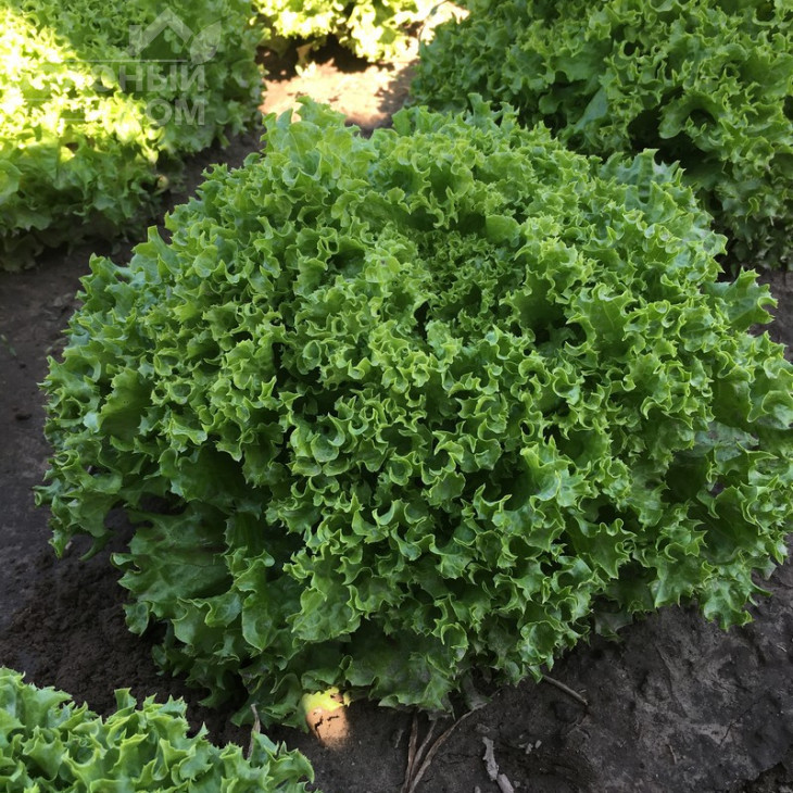 Вілі / Vili фото 1