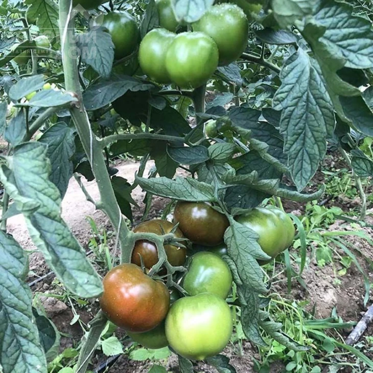 Джордано F1 / Dzhordano F1,110 дней  фото 2