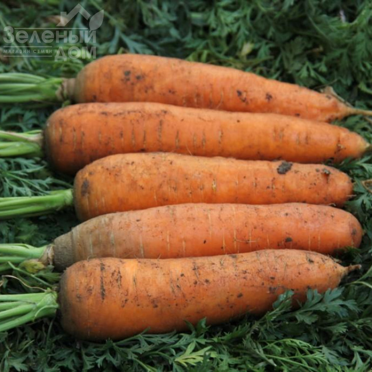 Грета F1 / Hreta F1 фото 1