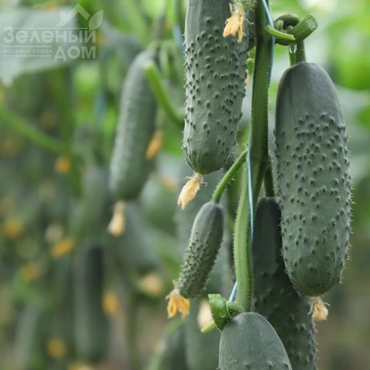 Домани F1 (КС 707 F1) / Domani F1 (KS 707 F1) фото 1