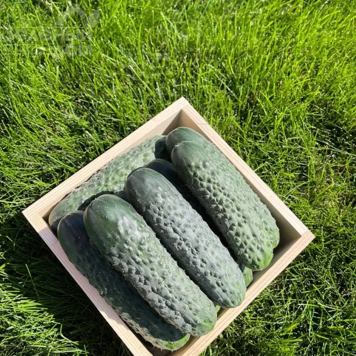 Пикскор F1 / Pikskor F1 фото 2