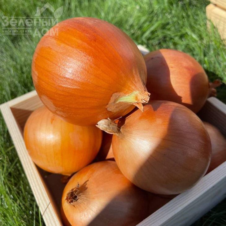 Камперо F1 / Campero F1,100-105 днів фото 3