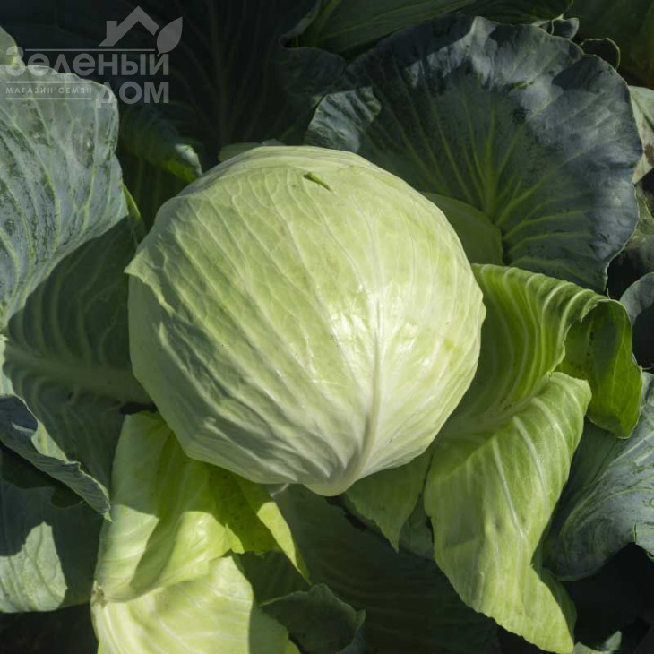 Саксесор F1 / Saksesor F1,110-115 днів фото 3