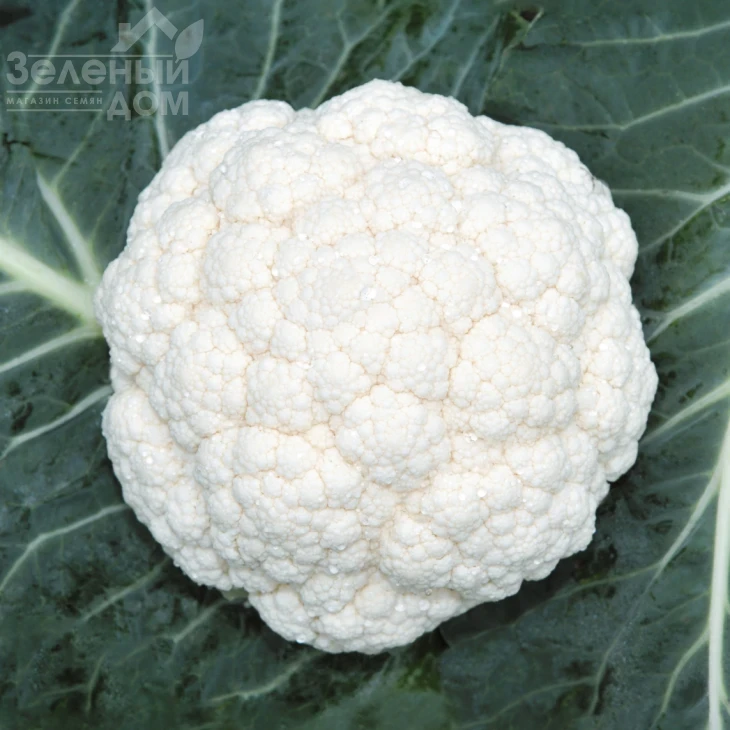 Кабрал F1 / Kabral F1,75-80 дней фото 1