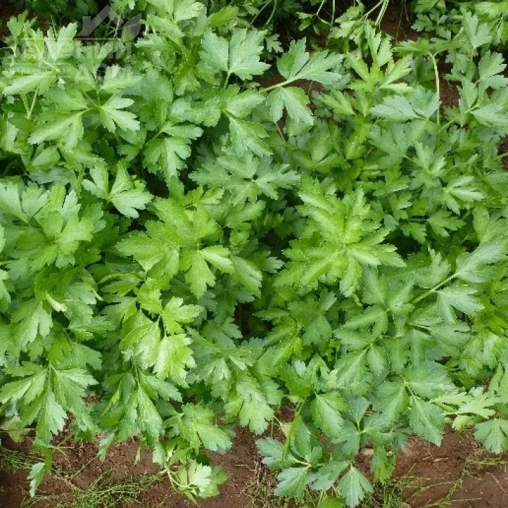 Топит / Topit фото 2