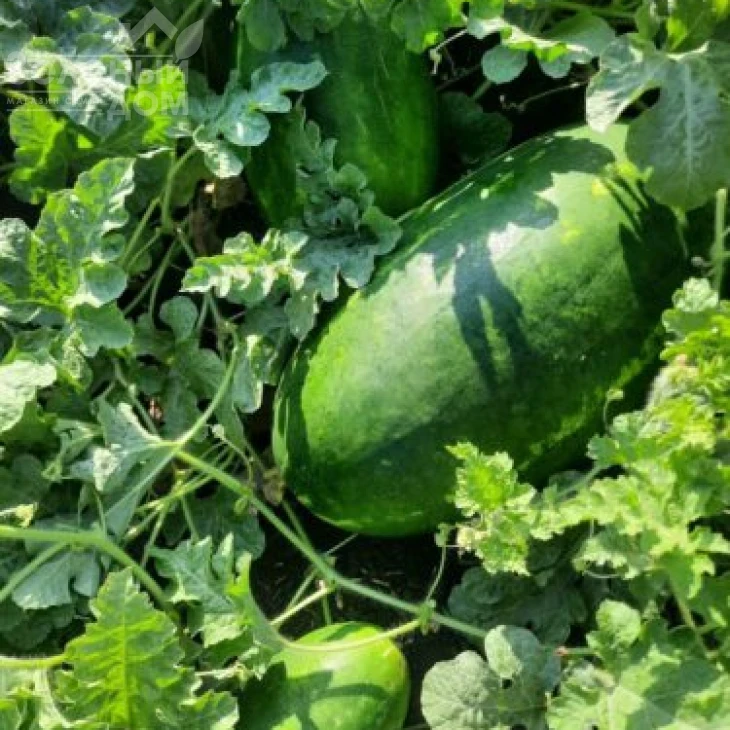 Виллинг F1 / Villing F1, 70 дней фото 4