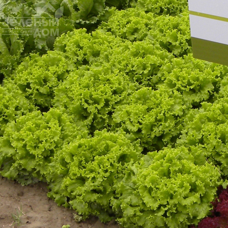 Фанлі F1 / Funly F1 фото 2