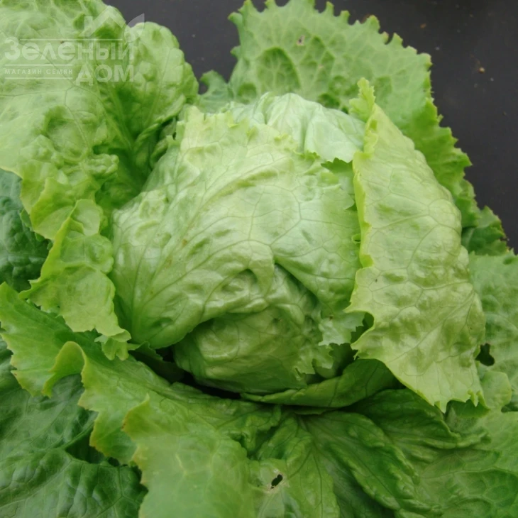 Камелот / Camelot,80-90 дней фото 1