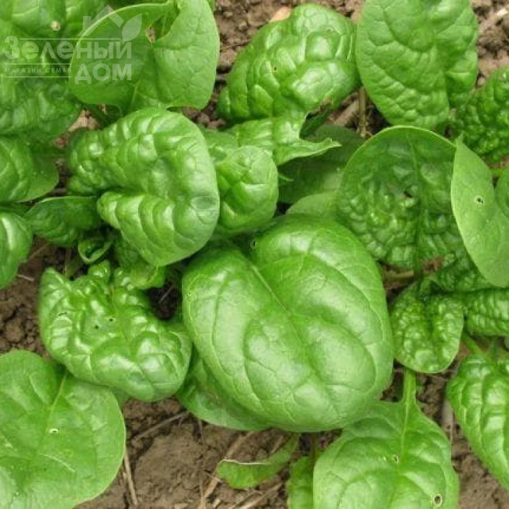 Матадор / Matador,45 дней фото 1