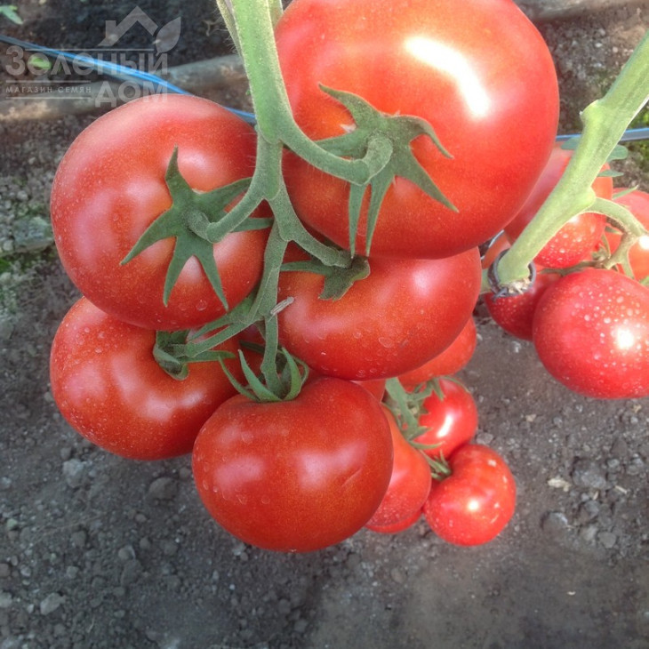 Зульфія F1 / Zulfia F1,105-115 днів фото 2