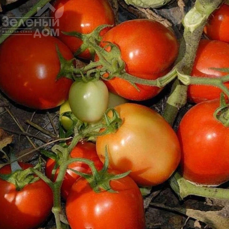 Кавалино Россо F1 / Cavalino Rosso F1 фото 1