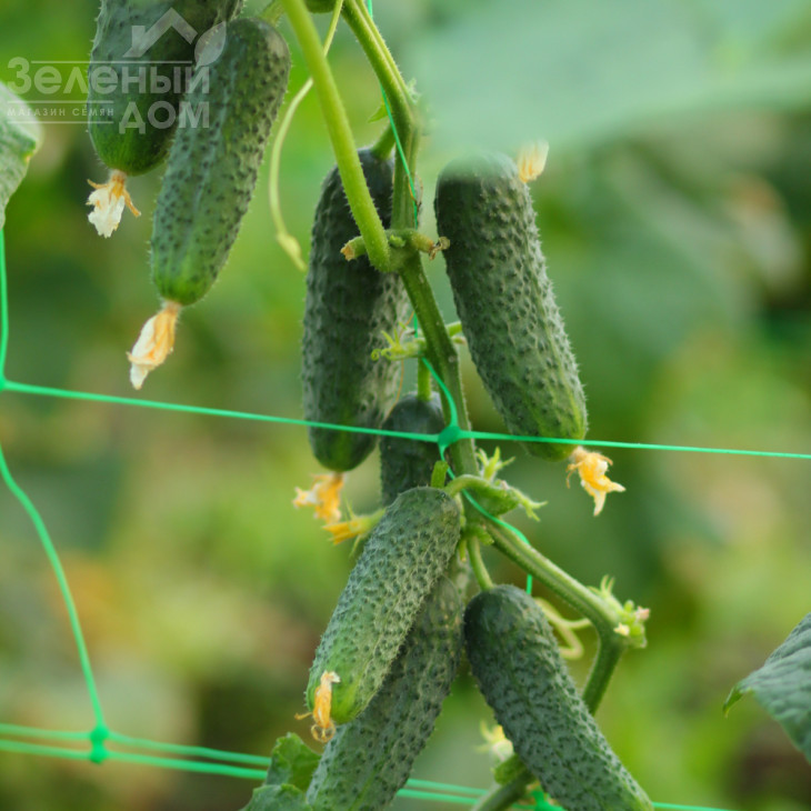 Міміно F1 / Mimino F1,40-45 днів фото 2