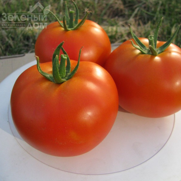 П'єтро F1 / Pietro F1,65-75 днів фото 1