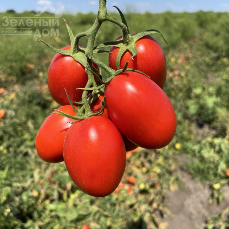 Інсіпіт F1 / Incipit F1 фото 1