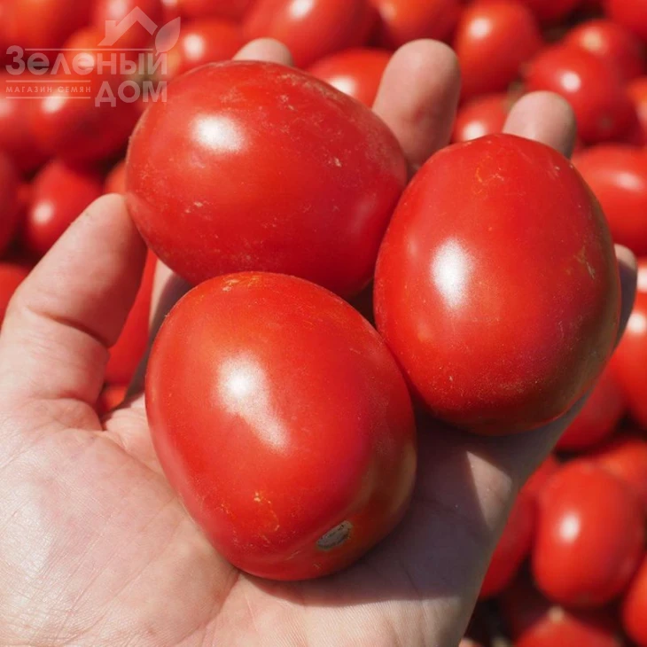 Оливенза F1 / Olivenza F1,120 дней фото 3