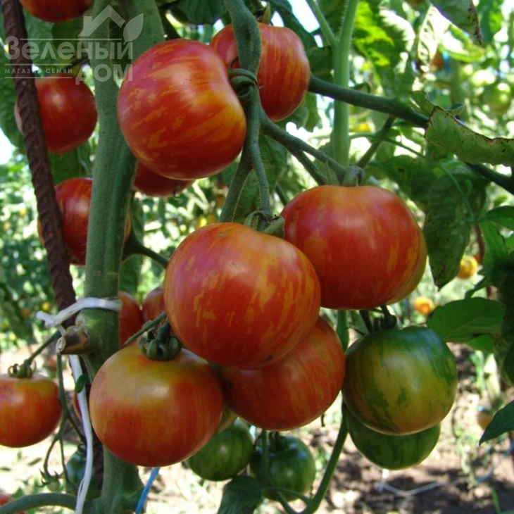 Дуо / Duo фото 1