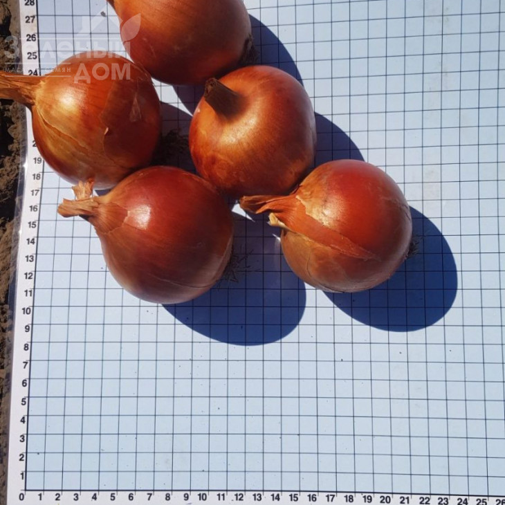 Ейфорія F1 / Euphoria F1, 115-125 днів фото 1