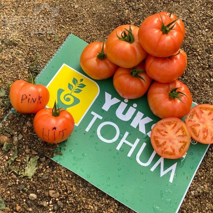 Пинк Хит F1 / Pink Hit F1 фото 5