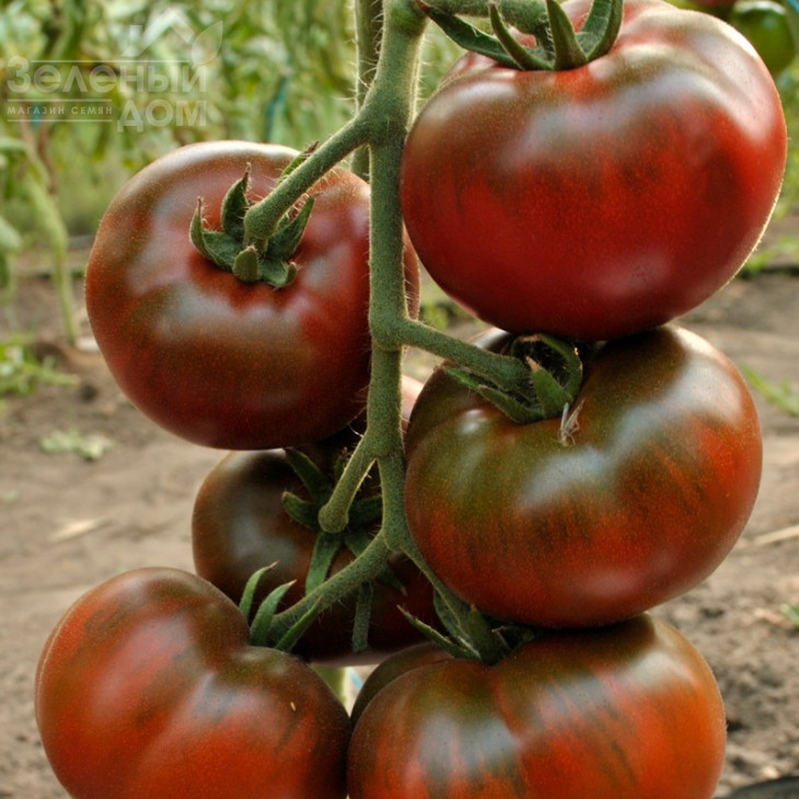 Бронсон F1 / Bronzon F1,70 днів фото 2