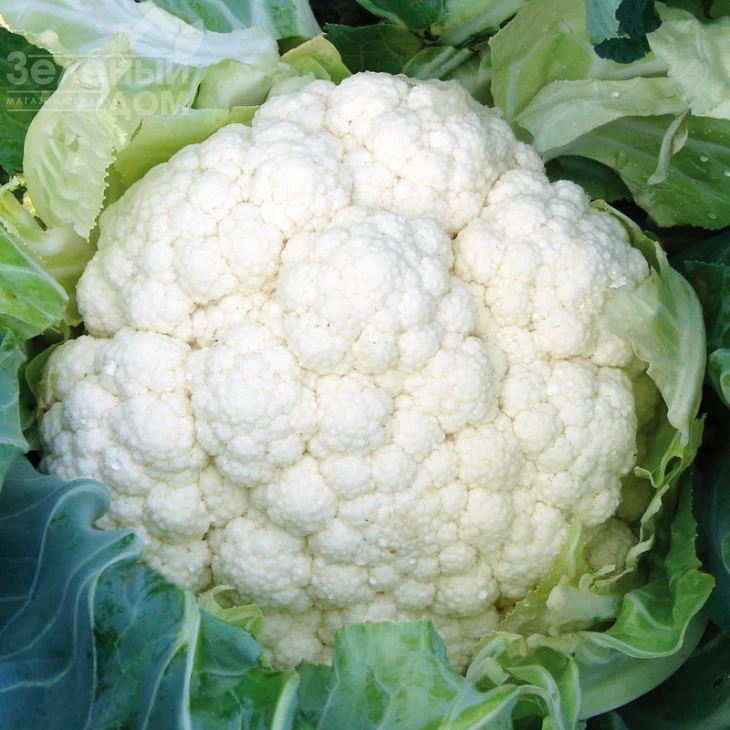 Новария F1 / Novaria F1,75-80 дней фото 4