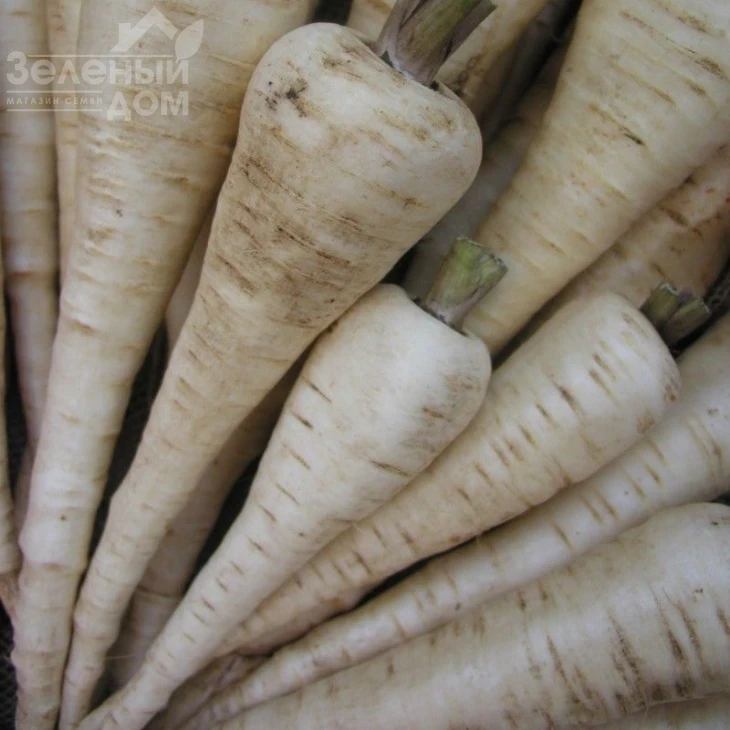 Белас / Bielas,140-150 дней фото 1