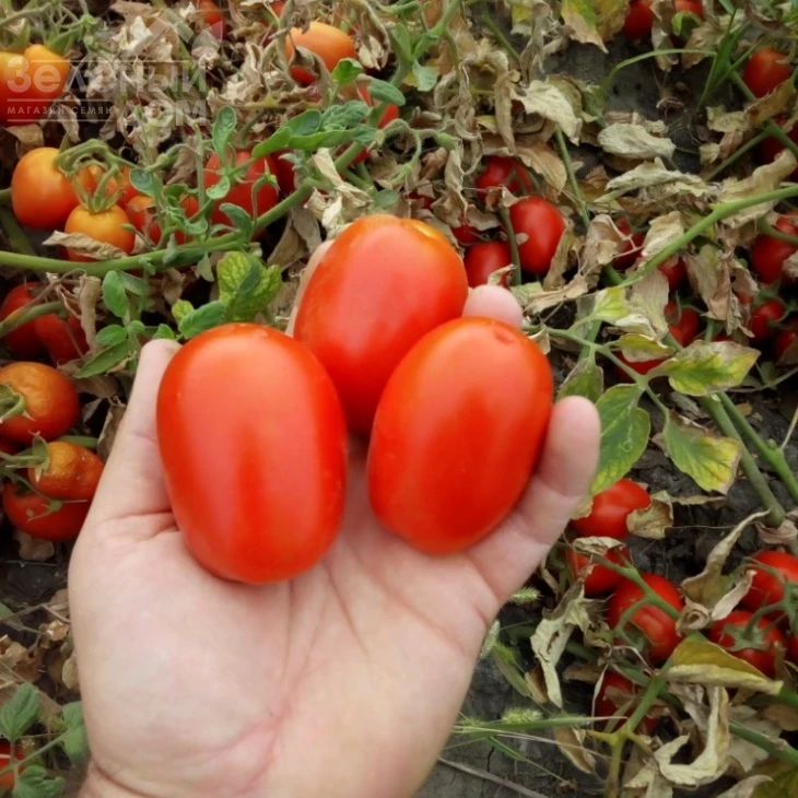 Бостон F1 / Boston F1, 115-120 дней фото 3