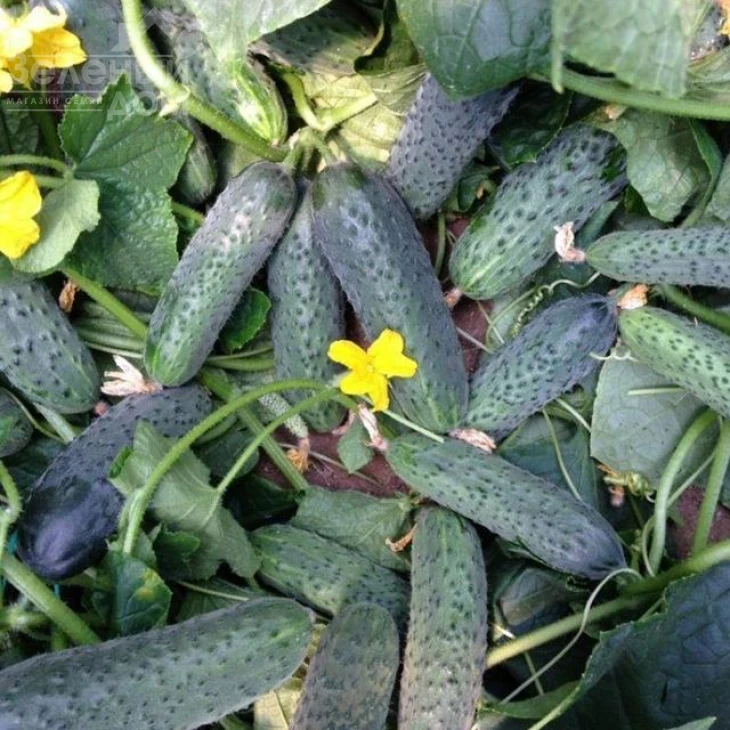 152-175 F1 / 152-175 F1,40-45 дней фото 2