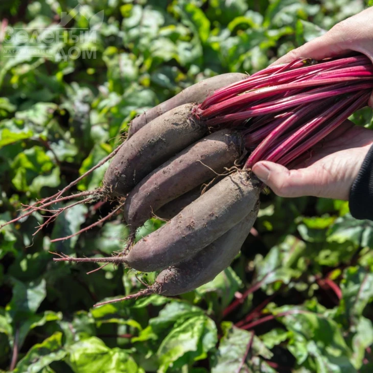 Таунус F1 / Taunus F1,110 дней фото 1