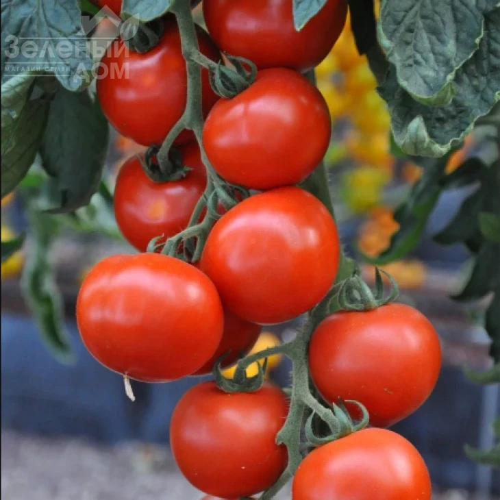 Топкапи F1 / Topkapi F1,68-70 дней фото 1