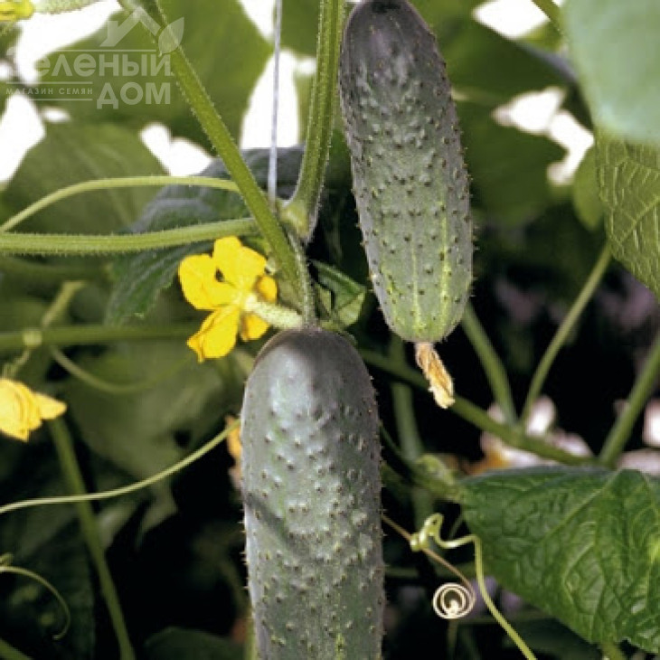 Арістан F1 / Aristan F1,40-42 дні фото 4