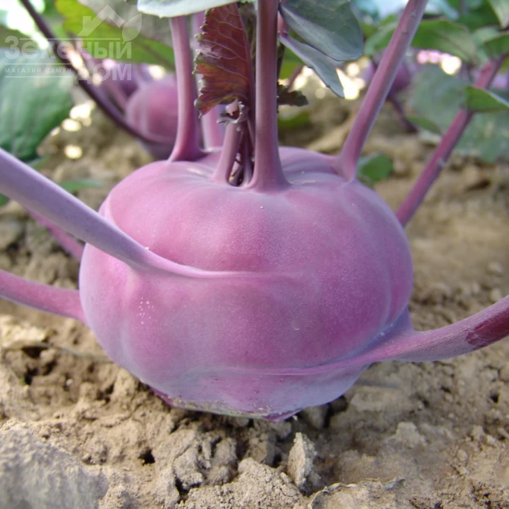 Виолета / Violeta,120-125 дней фото 1