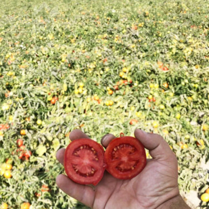 9969 F1 / 9969 F1, 105 дней фото 7