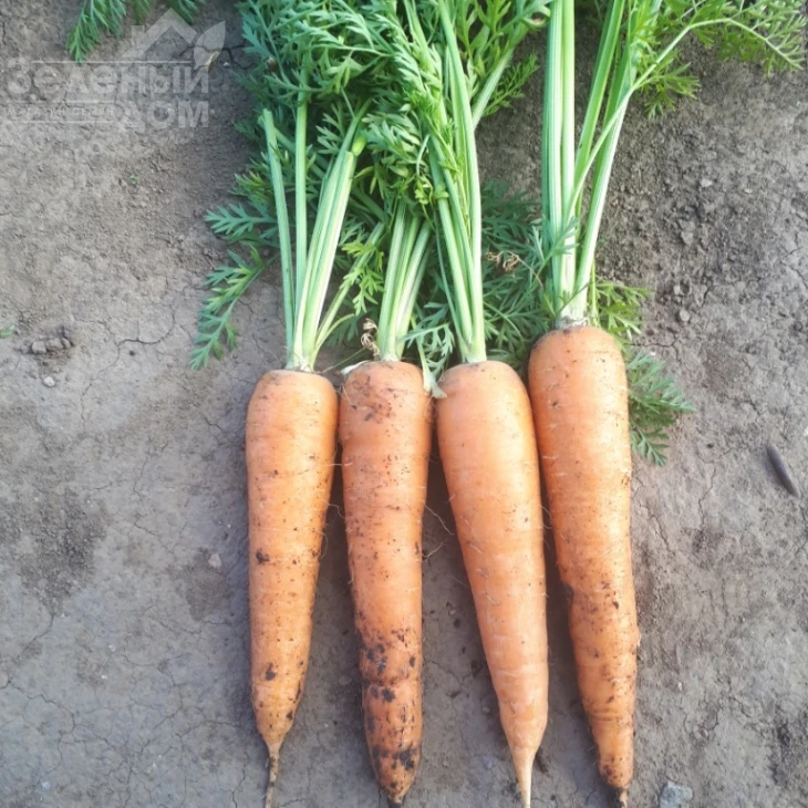 СВ 3118 F1 / SV 3118 F1,110-115 дней фото 1