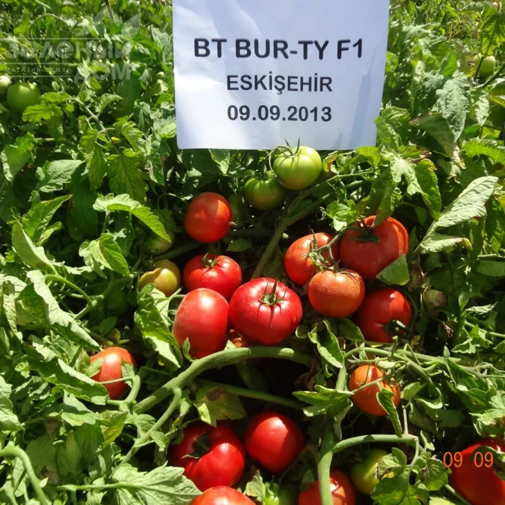 Бурті F1 / Burti F1, 70-75 днів фото 4