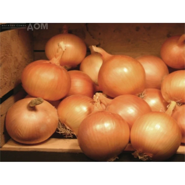 Валентино F1 / Valentino F1,110-115 дней фото 1