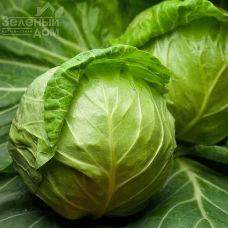 Магнус F1 / Magnus F1,53-58 дней фото 2